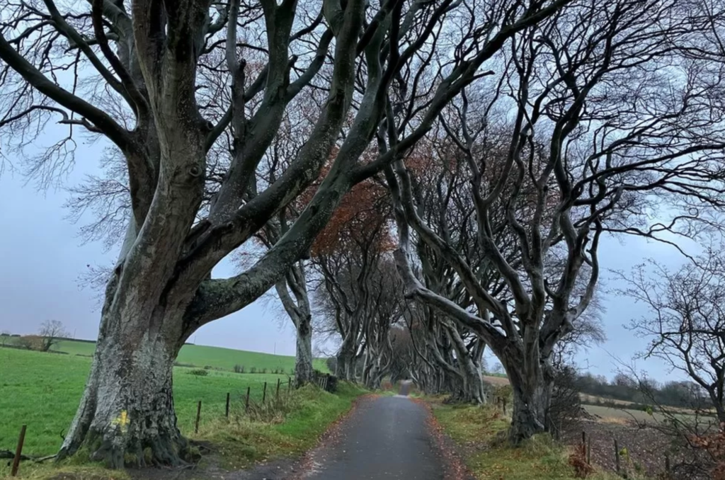 Image of the Dark Hedges, Stranocum